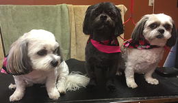 Abby, Patty, and Lucy after grooming