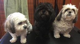 Abby, Patty, and Lucy before grooming