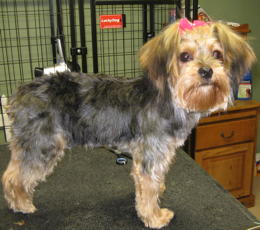 Abby after grooming