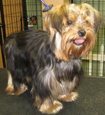Abby before grooming