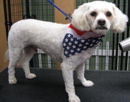 Abby after grooming