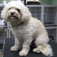 Abby before grooming
