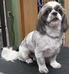 Barkley after grooming