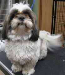 Barkley before grooming