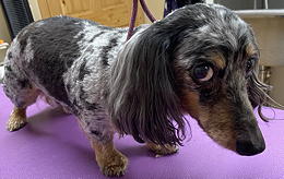 Charlie after grooming