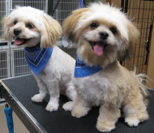 Barkley and Charlie after grooming