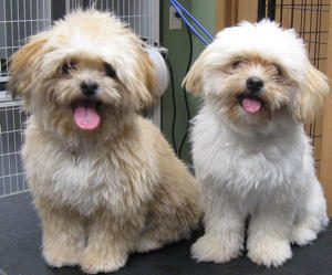 Charlie and Barkley before grooming