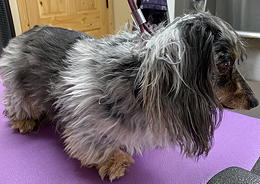 Charlie before grooming