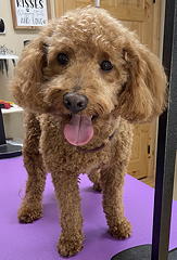 Chloe after grooming