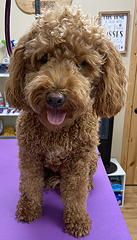 Chloe before grooming