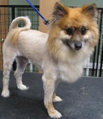 Gizmo after grooming