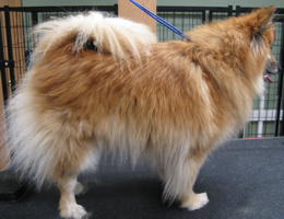 Gizmo before grooming