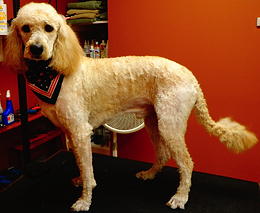 Goldendoodle after grooming