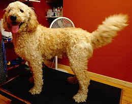 Goldendoodle before grooming
