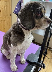 Maggie after grooming