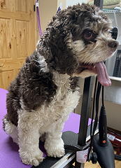Maggie before grooming