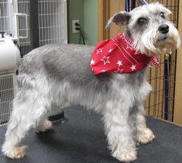 Miniature Schnauzer after grooming