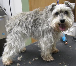 Miniature Schnauzer before grooming