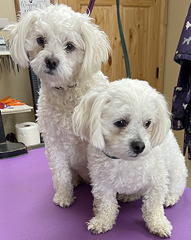 Pokey and Barkey before grooming