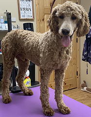 Rusty after grooming