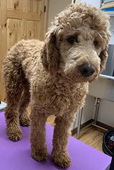 Rusty before grooming