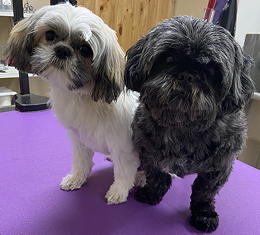 Sage and Jelly Bean after grooming