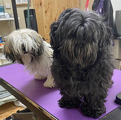 Sage and Jelly Bean before grooming