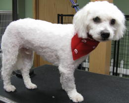 Shatzi after grooming
