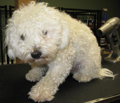 Shatzi before grooming