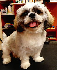 Shih Tzu after grooming