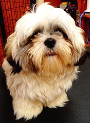 Shih Tzu before grooming