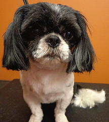 Shih Tzu after grooming