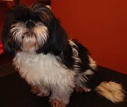 Shih Tzu before grooming