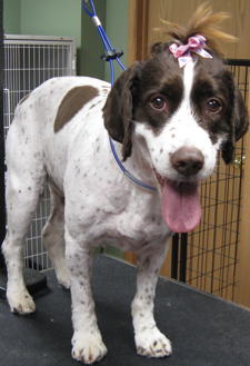 Springer
