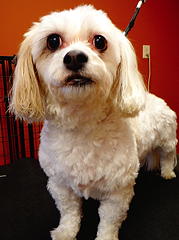 Teddy Bear after grooming