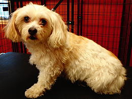 Teddy Bear before grooming